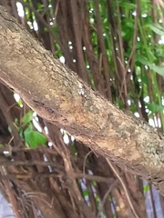 Philadelphus coronarius