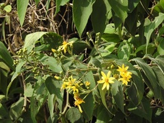Perymenium grande strigillosa