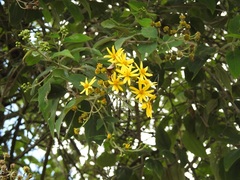 Perymenium grande strigillosa