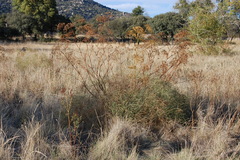 Peucedanum officinale