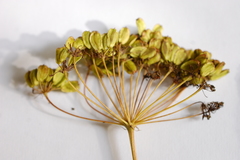 Peucedanum officinale