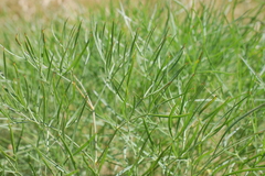 Peucedanum officinale