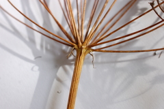 Peucedanum officinale