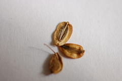 Peucedanum officinale