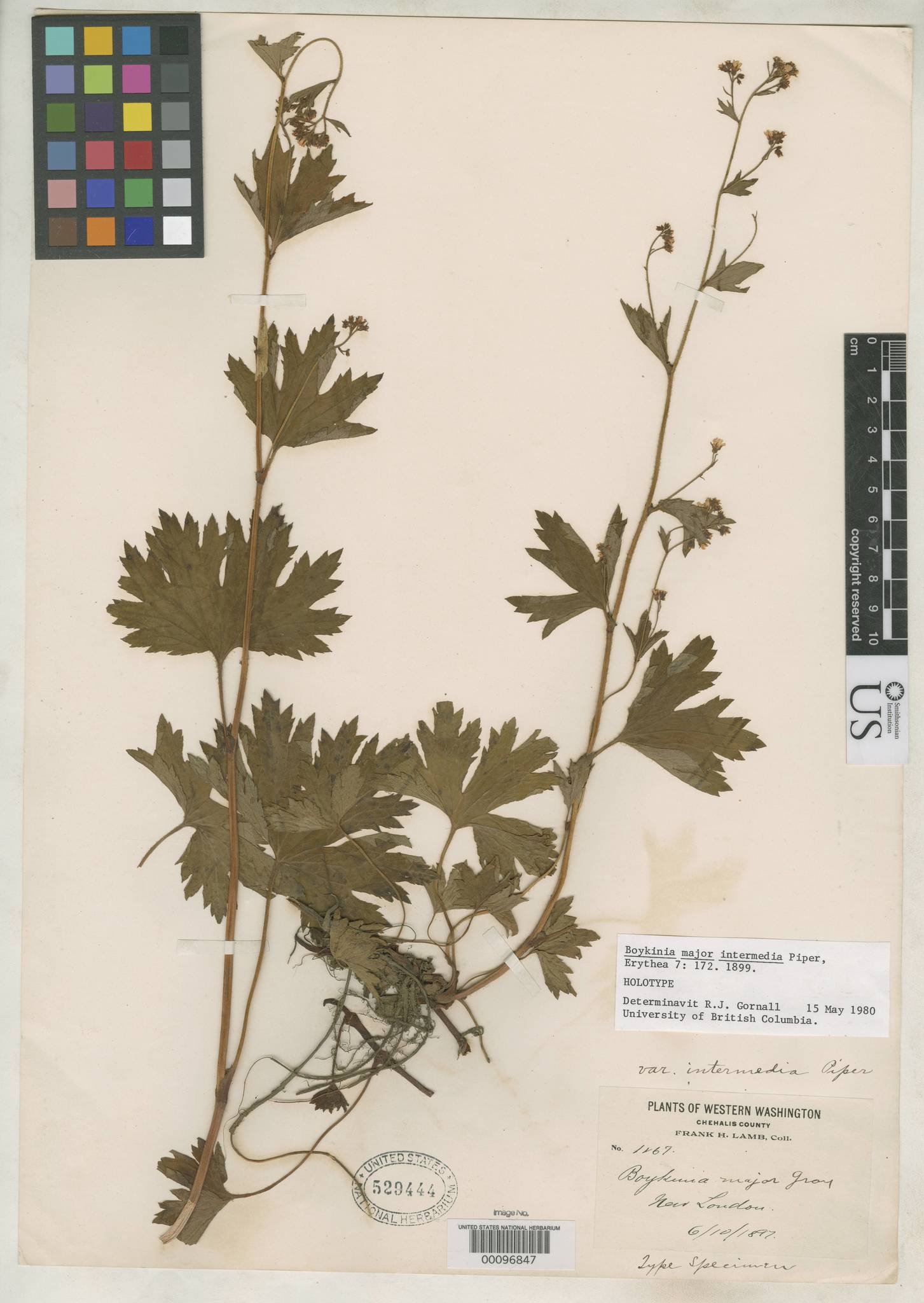 Boykinia intermedia