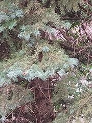 Picea pungens