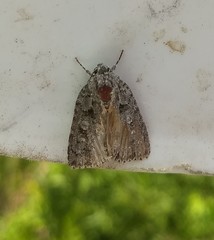 Acronicta immodica