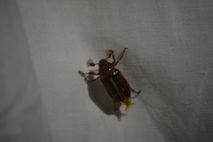 Polyphylla variolosa