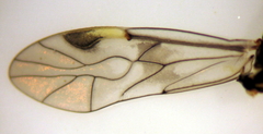 Peripsocus maoricus