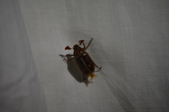 Polyphylla variolosa