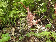 Blechnum appendiculatum