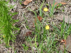 Sisyrinchium angustissimum