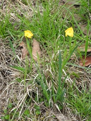 Sisyrinchium angustissimum