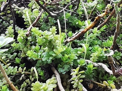 Peperomia berlandieri