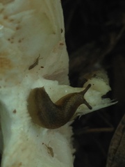 Gastropoda