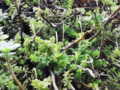 Peperomia berlandieri