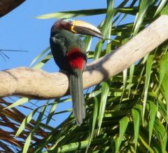 Pteroglossus inscriptus