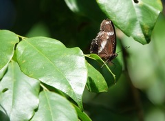 Hypolimnas bolina bolina