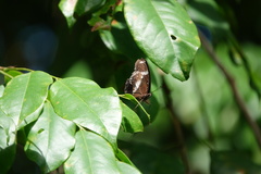 Hypolimnas bolina bolina