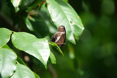 Hypolimnas bolina bolina