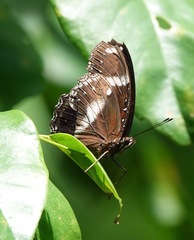 Hypolimnas bolina bolina