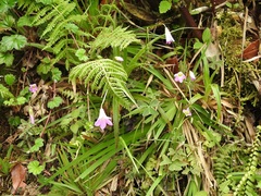 Oxalis alpina