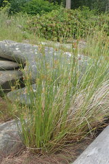 Juncus effusus effusus