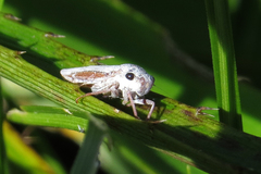 Tretogonia