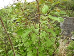 Phyllanthus grandifolius