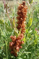 Orobanche elatior