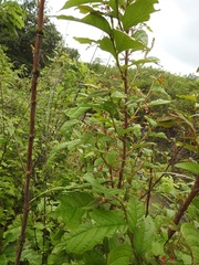 Phyllanthus grandifolius