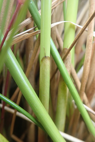Juncus effusus