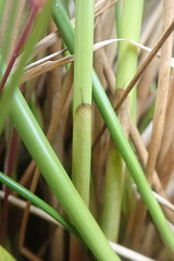 Juncus effusus effusus