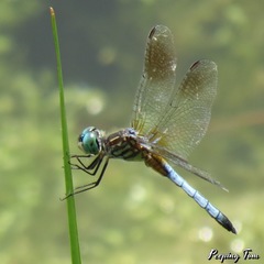 Pachydiplax longipennis