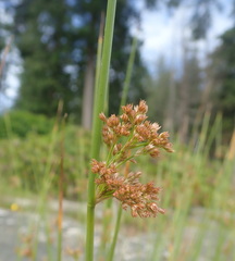 Juncus effusus effusus