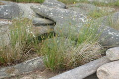 Juncus effusus effusus