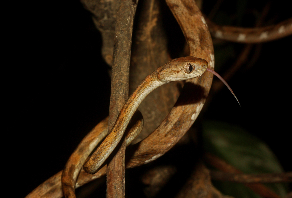 Leyte Cat Snake