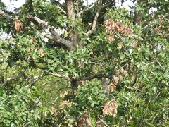 Quercus segoviensis