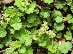 Alchemilla pectinata