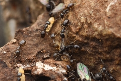 Ochetellus glaber
