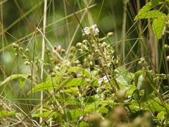 Rubus adenotrichos