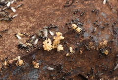 Ochetellus glaber