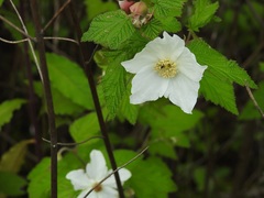 Rubus trilobus