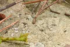 Ochetellus glaber