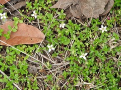 Arcytophyllum serpyllaceum