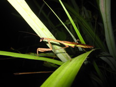 Tenodera aridifolia