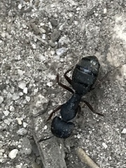 Camponotus modoc