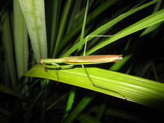 Tenodera aridifolia