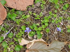 Viola nannei