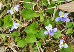Viola nannei